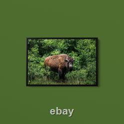 Carol Highsmith American Bison Art Print on Paper or Canvas