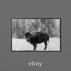 Carol Highsmith American Bison Yellowstone National Park Wyoming Art Print