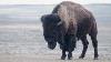 Collaring Bison At American Prairie Reserve