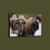 Collection Bison, Norris Geyser Basin, Yellowstone National Park Art Print