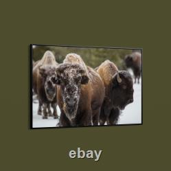 Collection Bison, Norris Geyser Basin, Yellowstone National Park Art Print