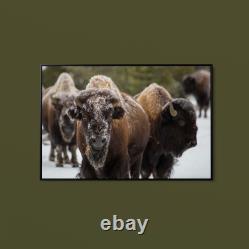 Collection Bison, Norris Geyser Basin, Yellowstone National Park Art Print