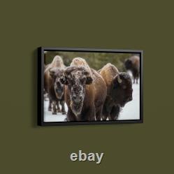Collection Bison, Norris Geyser Basin, Yellowstone National Park Art Print