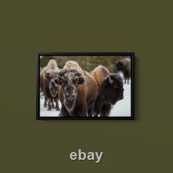 Collection Bison, Norris Geyser Basin, Yellowstone National Park Art Print