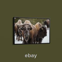 Collection Bison, Norris Geyser Basin, Yellowstone National Park Art Print