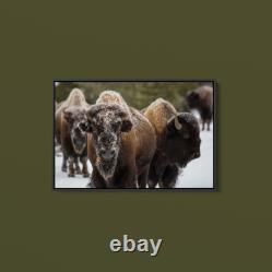 Collection Bison, Norris Geyser Basin, Yellowstone National Park Art Print