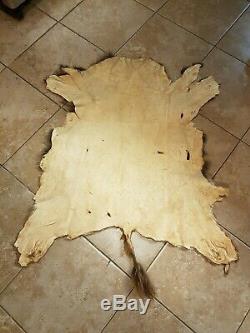 Colorado Calf Buffalo, Bison Hide, Taxidermy Tanned Robe Very neat and small