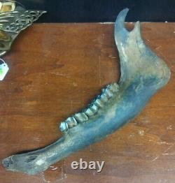 Complete Fossil Bison Mandible Jaw Bone, Pleistocene, Iowa, River Find Huge 17