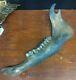 Complete Fossil Bison Mandible Jaw Bone, Pleistocene, Iowa, River Find Huge 17