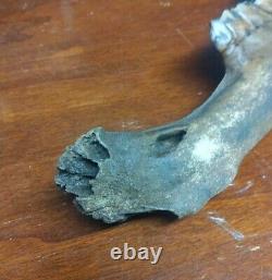 Complete Fossil Bison Mandible Jaw Bone, Pleistocene, Iowa, River Find Huge 17