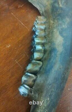 Complete Fossil Bison Mandible Jaw Bone, Pleistocene, Iowa, River Find Huge 17