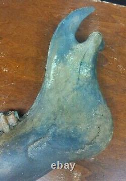 Complete Fossil Bison Mandible Jaw Bone, Pleistocene, Iowa, River Find Huge 17