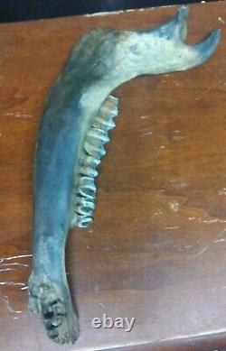 Complete Fossil Bison Mandible Jaw Bone, Pleistocene, Iowa, River Find Huge 17