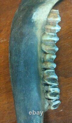 Complete Fossil Bison Mandible Jaw Bone, Pleistocene, Iowa, River Find Huge 17