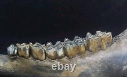 Complete Fossil Bison Mandible Jaw Bone, Pleistocene, Iowa, River Find Huge 17