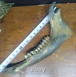 Complete Fossil Bison Mandible Jaw Bone, Pleistocene, Iowa, River Find Huge 17