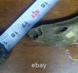 Complete Fossil Bison Mandible Jaw Bone, Pleistocene, Iowa, River Find Huge 17