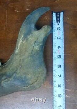 Complete Fossil Bison Mandible Jaw Bone, Pleistocene, Iowa, River Find Huge 17