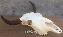 Cow Buffalo Bison Skull Authentic Cow Bison