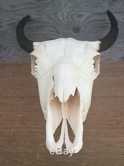 Cow Buffalo Bison Skull Authentic Cow Bison