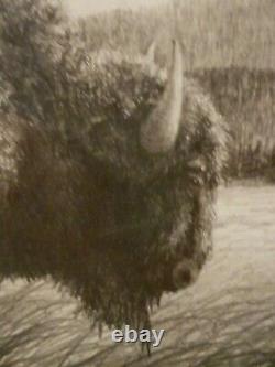 David Bjurstrom Original Framed Graphite Pencil Art American Bison 15.5 x 15.5