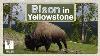 Discover Yellowstone Bison In Yellowstone