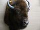 Extra Large Real Buffalo / Bison Shoulder Taxidermy Mount New