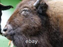 Extra Large Real Buffalo / Bison Shoulder Taxidermy Mount New