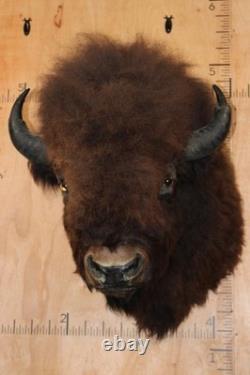 FHBRENT1 XXL BISON Shoulder Mount Taken in the Northwest Territory (Canada)