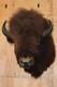 FHBRENT1 XXL BISON Shoulder Mount Taken in the Northwest Territory (Canada)
