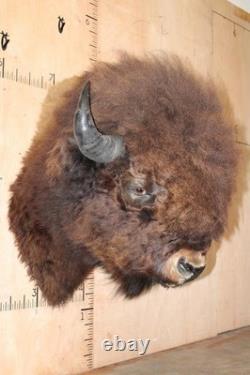 FHBRENT1 XXL BISON Shoulder Mount Taken in the Northwest Territory (Canada)