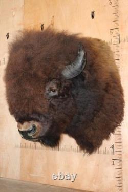 FHBRENT1 XXL BISON Shoulder Mount Taken in the Northwest Territory (Canada)