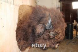 FHBRENT1 XXL BISON Shoulder Mount Taken in the Northwest Territory (Canada)