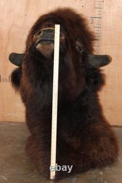 FHBRENT1 XXL BISON Shoulder Mount Taken in the Northwest Territory (Canada)