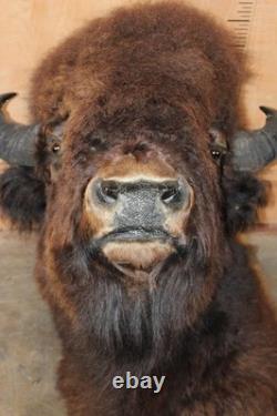 FHBRENT1 XXL BISON Shoulder Mount Taken in the Northwest Territory (Canada)