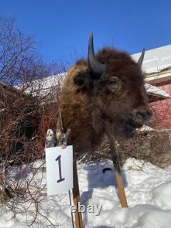 FHDARDEC1 Real North American Buffalo / Bison Shoulder Taxidermy Mount New