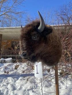 FHDARDEC1 Real North American Buffalo / Bison Shoulder Taxidermy Mount New