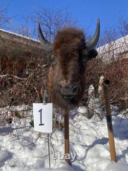 FHDARDEC1 Real North American Buffalo / Bison Shoulder Taxidermy Mount New