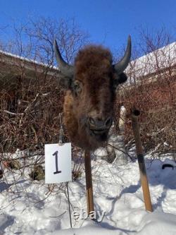 FHDARDEC1 Real North American Buffalo / Bison Shoulder Taxidermy Mount New