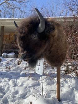 FHDARDEC4 Real North American Buffalo / Bison Shoulder Taxidermy Mount New