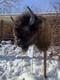 FHDARDEC4 Real North American Buffalo / Bison Shoulder Taxidermy Mount New