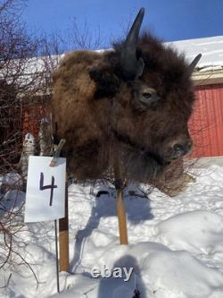 FHDARDEC4 Real North American Buffalo / Bison Shoulder Taxidermy Mount New