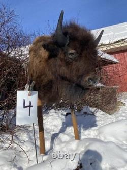 FHDARDEC4 Real North American Buffalo / Bison Shoulder Taxidermy Mount New