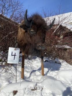 FHDARDEC4 Real North American Buffalo / Bison Shoulder Taxidermy Mount New