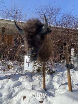 FHDARDEC4 Real North American Buffalo / Bison Shoulder Taxidermy Mount New