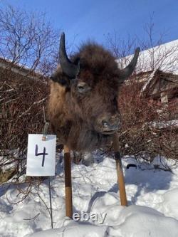 FHDARDEC4 Real North American Buffalo / Bison Shoulder Taxidermy Mount New