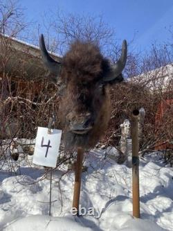 FHDARDEC4 Real North American Buffalo / Bison Shoulder Taxidermy Mount New