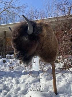 FHDARDEC4 Real North American Buffalo / Bison Shoulder Taxidermy Mount New
