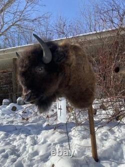 FHDARDEC4 Real North American Buffalo / Bison Shoulder Taxidermy Mount New