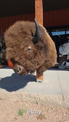 FHMN20 Gorgeous Mounted Buffalo / Bison Taxidermy Head Shoulder Mount